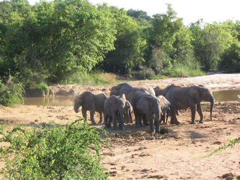 El Parque Nacional de Yankari: Un Refugio Salvaje Donde los Elefantes Bañan con las Personas!