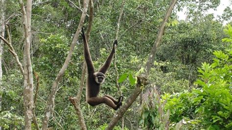 ¿Listos para una aventura en la jungla? ¡El Bosque de los Monos en Kutai Nasional Park te espera!